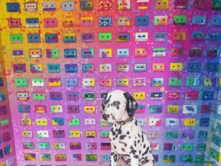 Dalmatian dogs Dalelladoo Dalmatians - Champion bred puppies in Ellesmere Port - Advert 1