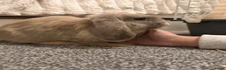 Mini Lop rabbits for sale: 2 mini lop bunnies for sale  - Advert 8