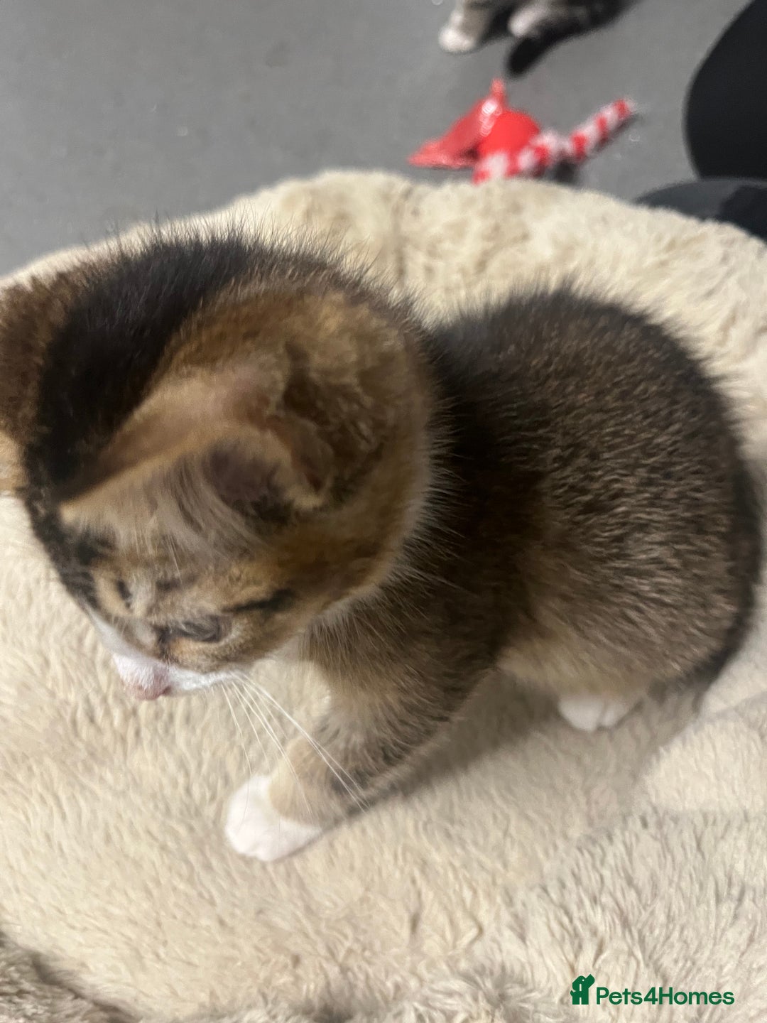 Siberian cats for sale: 🐾 Beautiful Siberian mixed green eyed boy Kitten - Advert 5