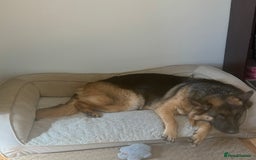 German Shepherd dogs for sale: Still available & looking for her forever home! !  in Stevenage - Image 2