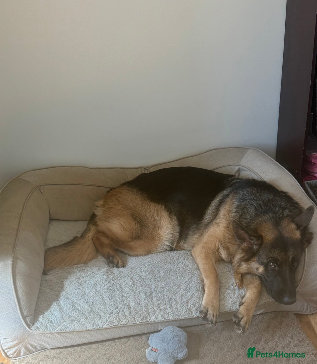 German Shepherd dogs for sale: Still available & looking for her forever home! !  in Stevenage - Image 2