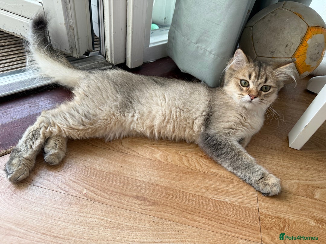 British Longhair cats for sale: British Longhair Kitten for sale  - Image 2