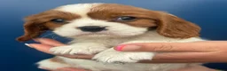 Cavalier King Charles Spaniel dogs for sale: Beautiful cavalier King Charles puppies 🩷💙 - Advert 6