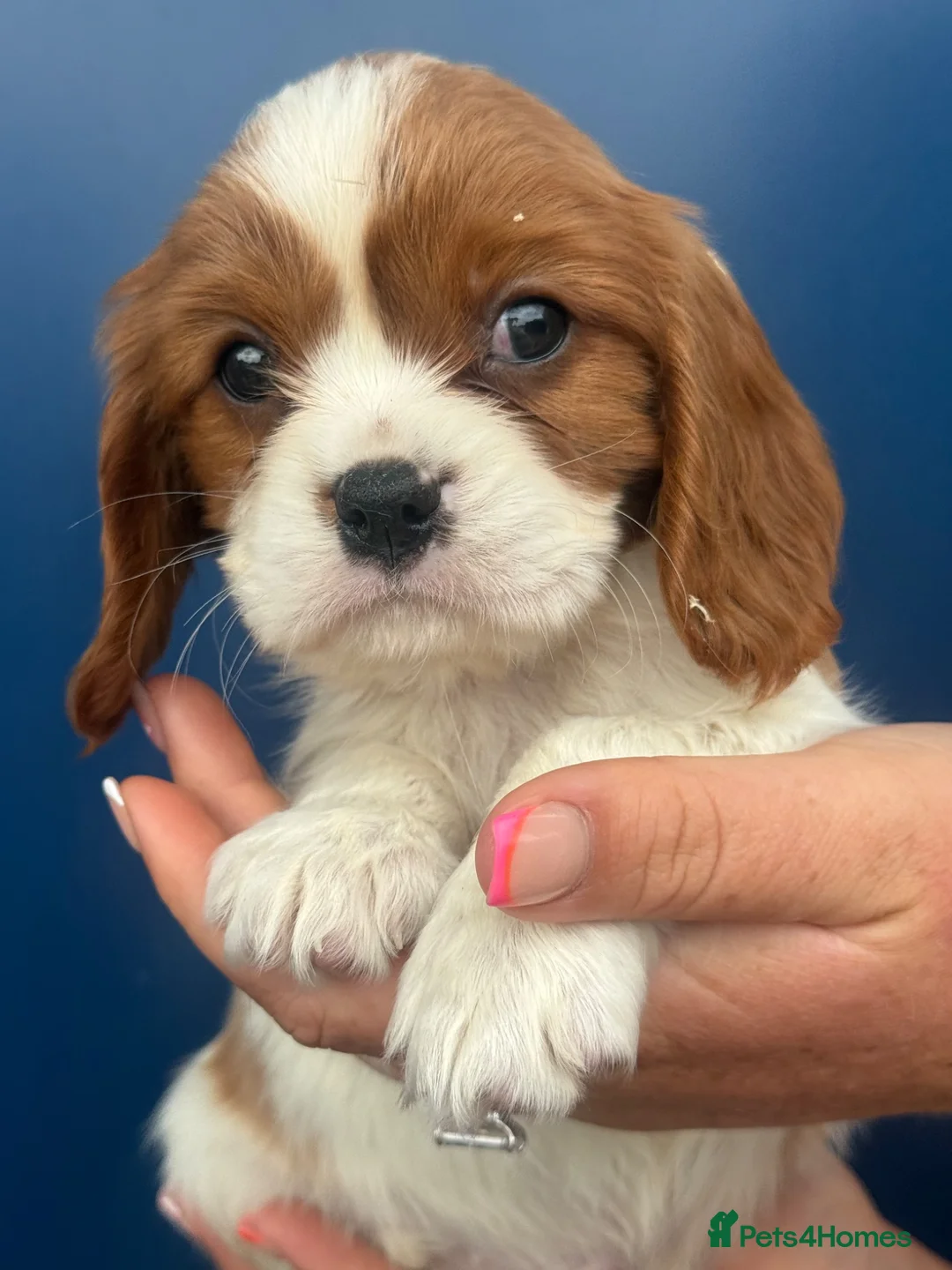 Cavalier King Charles Spaniel dogs for sale: Beautiful cavalier King Charles puppies 🩷💙 - Advert 6