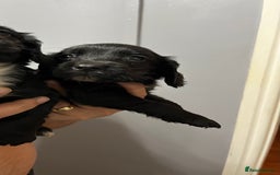 Cocker Spaniel dogs for sale: LAST LITTLE BOY  6 adorable Cocker Spaniel pups - Advert 1