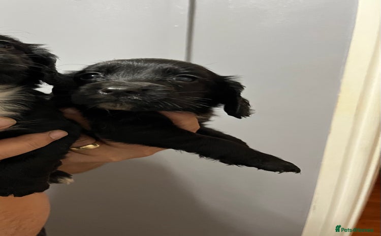 Cocker Spaniel dogs - Advert 10