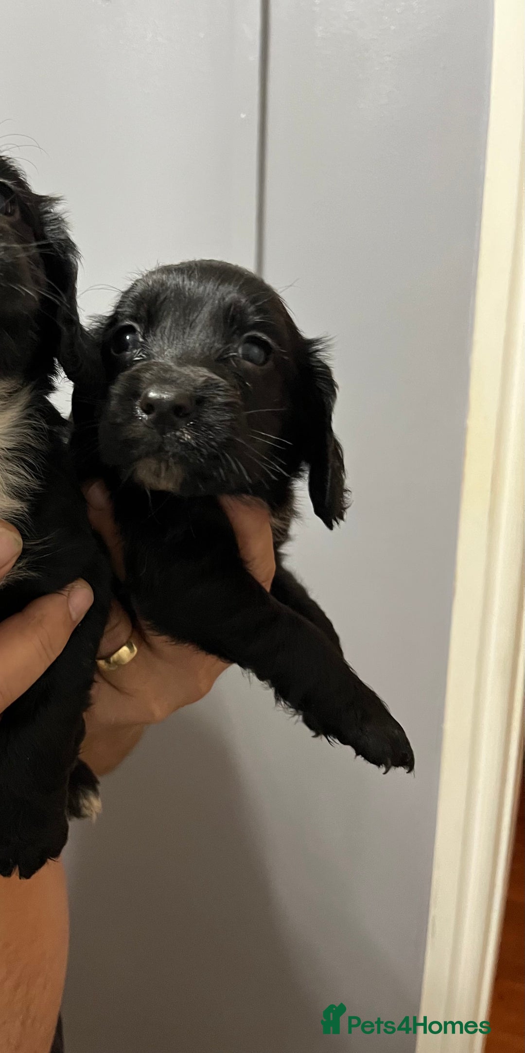 Cocker Spaniel dogs for sale: LAST LITTLE BOY  6 adorable Cocker Spaniel pups - Advert 1
