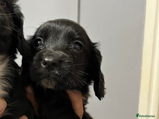Cocker Spaniel dogs for sale: LAST LITTLE BOY 6 adorable Cocker Spaniel pups - Advert 1