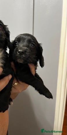 Cocker Spaniel dogs - Advert 10