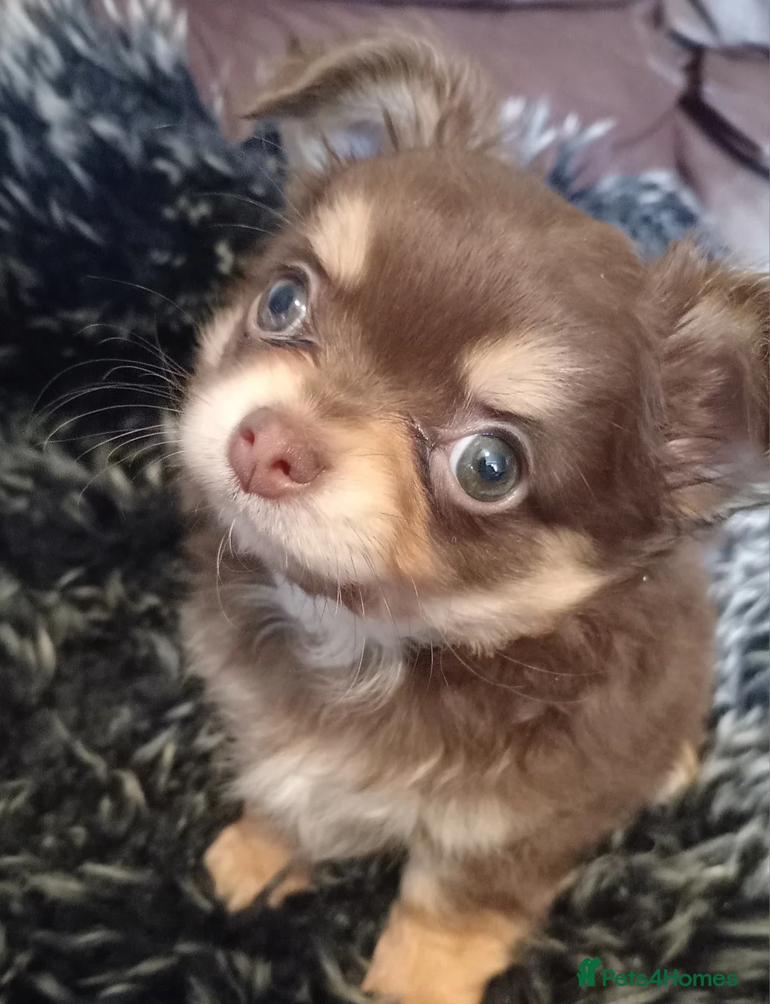 Chihuahua dogs for sale: Chihuahua long coat puppies in Peterborough - Advert 18