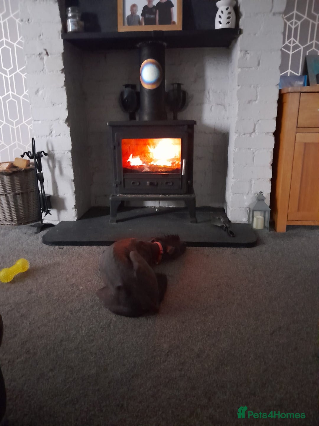 Mixed Breed dogs for sale: Darla 5 Yr old Chinese Crested x border collie - Advert 7