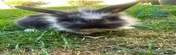 Lionhead rabbits for sale: Lionhead rabbits for sale  - Advert 9