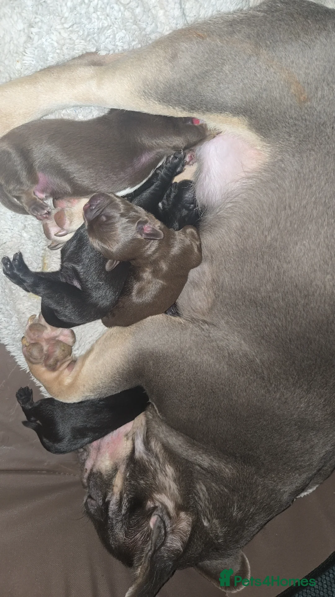 Mixed Breed dogs for sale: French bulldog x sprocker spaniel  - Advert 2