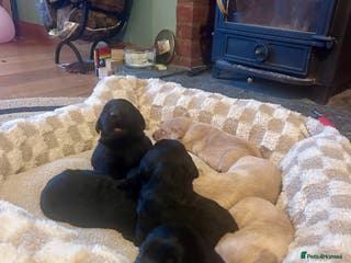Labrador Retriever dogs Labrador Puppies - Advert 10