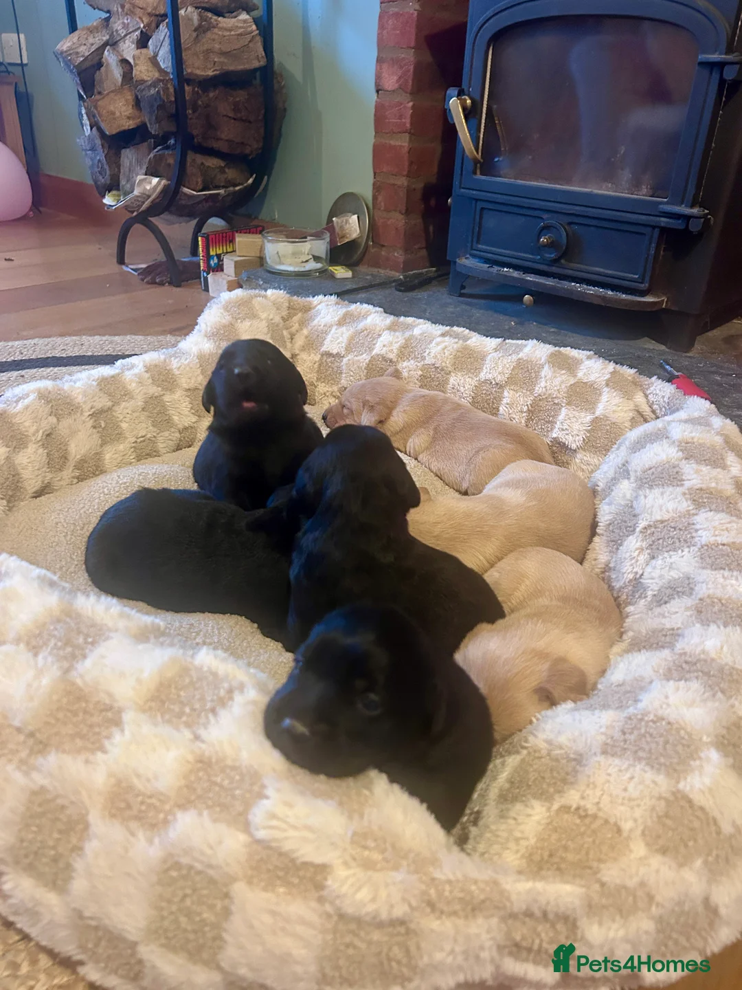 Labrador Retriever dogs for sale: Labrador Puppies - Advert 4