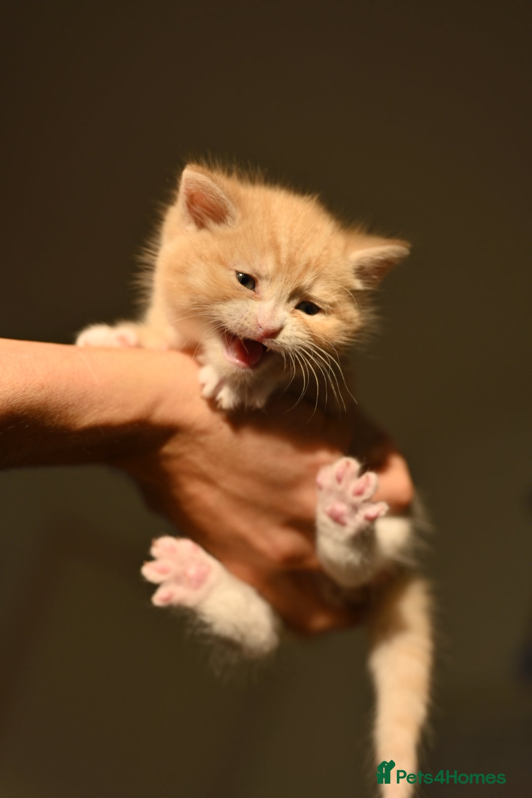 British Shorthair cats for sale: ⭐Rare Cream British Shorthair Boy ⭐  - Image 11