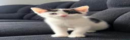 Mixed Breed cats for sale: 2 ADORABLE BLACK AND WHITE KITTENS  - Advert 1
