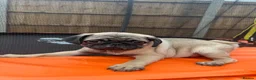 Pug dogs for sale: Pug puppies 🐶.  - Advert 14