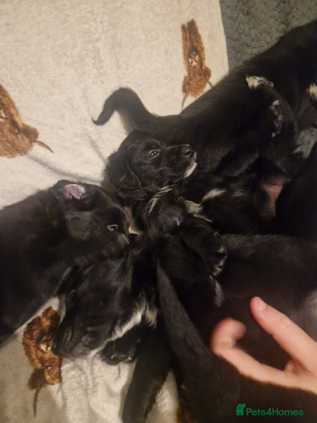 Mixed Breed dogs for sale: 🌟 Collie x Golden Retriever Puppies 🌟 - Image 30