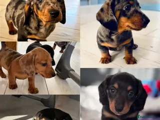 Miniature Dachshund dogs Kennel club registered Miniature dachshunds - Advert 8