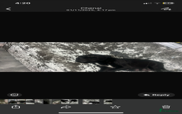 Staffordshire Bull Terrier dogs for sale: KC Reg Staffy Puppies Ready 3rd Dec - Image 17