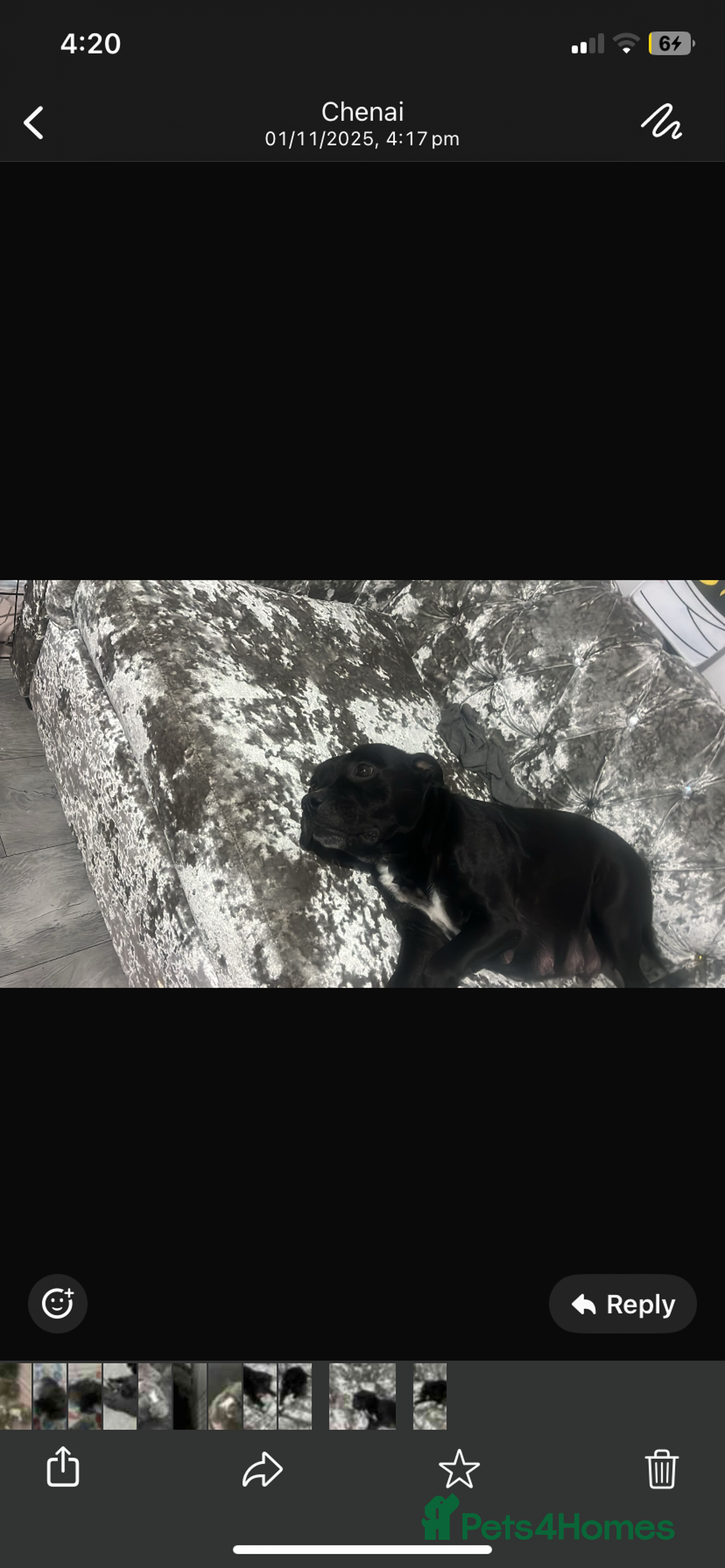 Staffordshire Bull Terrier dogs for sale: KC Reg Staffy Puppies Ready 3rd Dec - Image 17