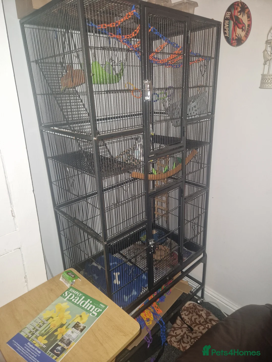 Sugar Glider rodents for sale: 2x male sugar gliders  - Advert 5