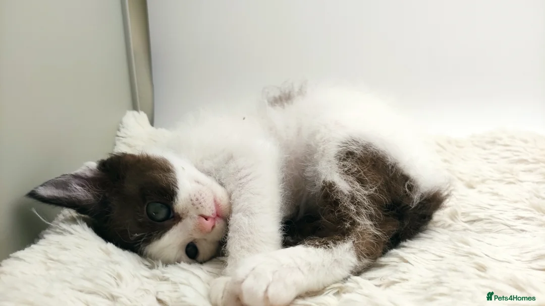 LaPerm cats for sale: Curly LaPerm kittens GCCF reg  - Advert 12