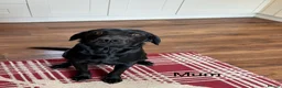 Labrador Retriever dogs for sale: * KC Reg Health Tested Puppies *  - Advert 28