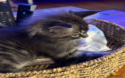 Maine Coon cats for sale:      💖LAST BEAUTIFUL BABY GIRL💖  - Image 17