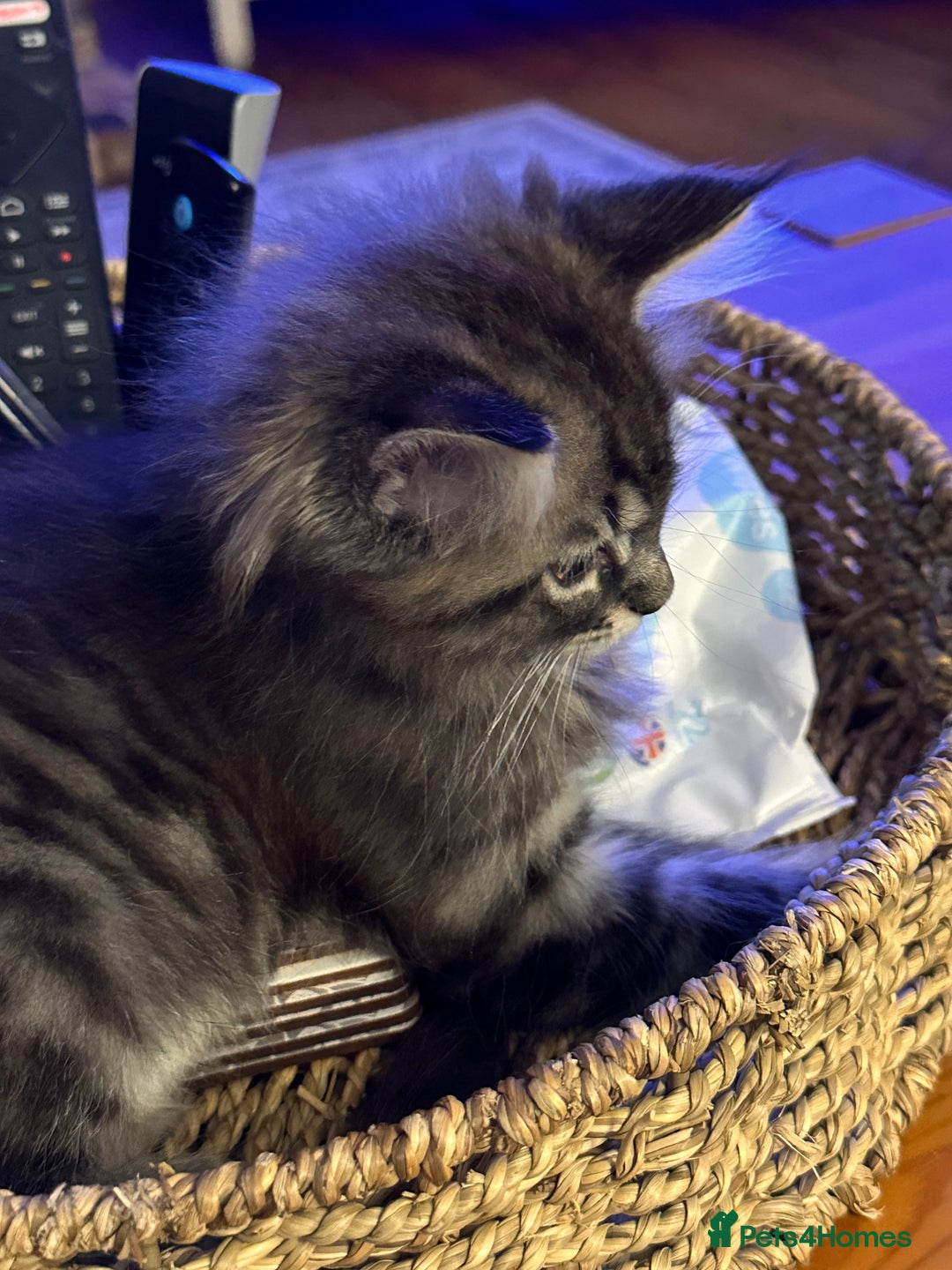 Maine Coon cats for sale:      💖LAST BEAUTIFUL BABY GIRL💖  - Image 17