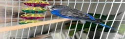 Budgerigars birds for sale: Female budgie with cage - Advert 5