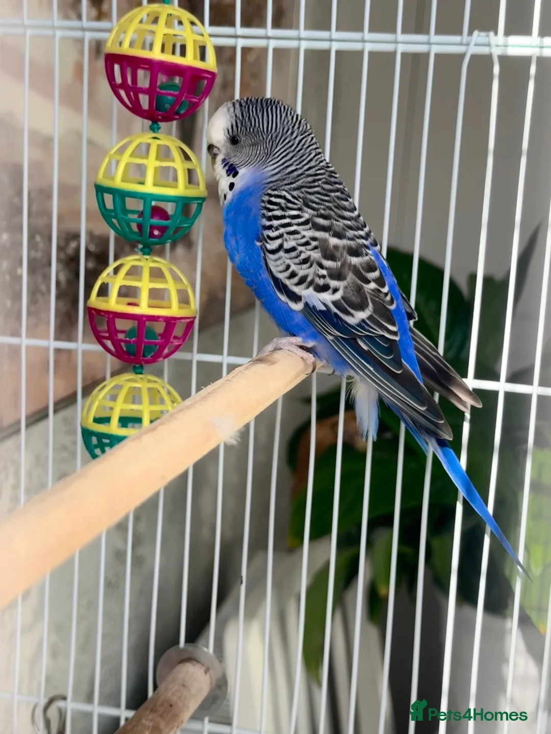 Budgerigars birds for sale: Female budgie with cage - Advert 5