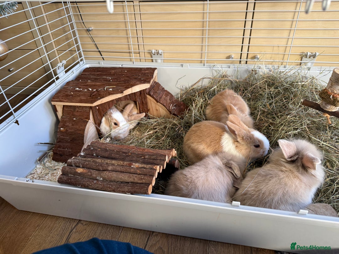 Mixed Breed rabbits for sale: Beautiful friendly baby bunnies ready in 4 weeks  - Advert 37