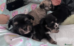 Mixed Breed dogs for sale: Tini Malchi puppies  - Image 21