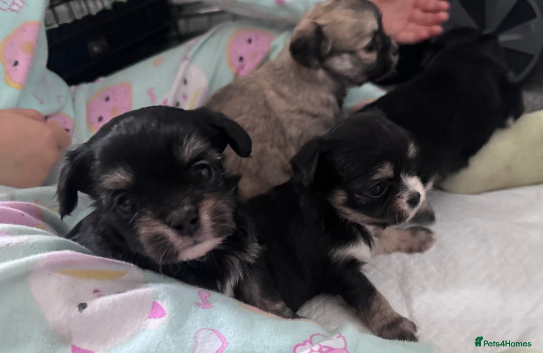 Mixed Breed dogs for sale: Tini Malchi puppies  - Image 21