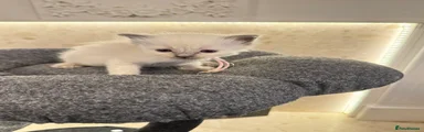 Pink collar 