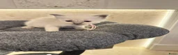 Ragdoll cats for sale: *** 5 Pure Ragdoll Kittens for Sale*** - Advert 18