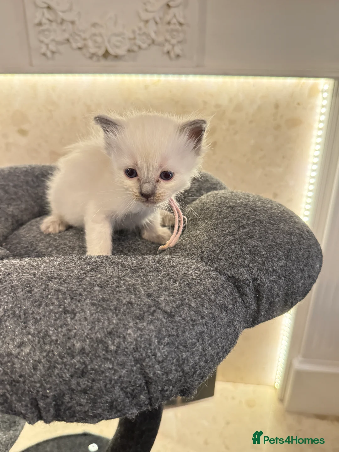 Ragdoll cats for sale: *** 5 Pure Ragdoll Kittens for Sale*** - Advert 18