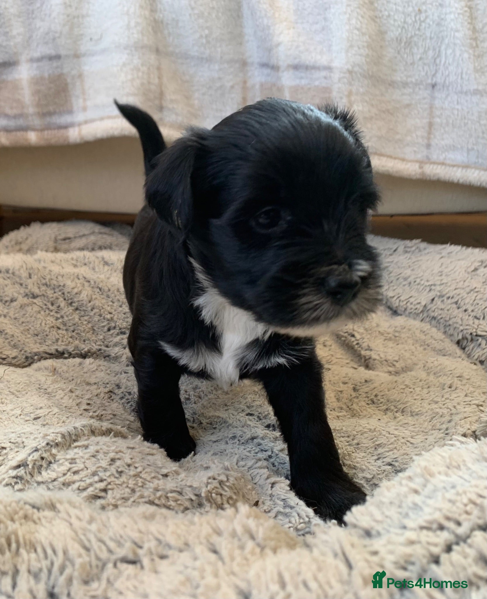 Tibetan Terrier dogs Registered Tibetan Terrier puppies - Advert 2