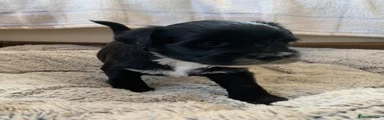 Tibetan Terrier 1