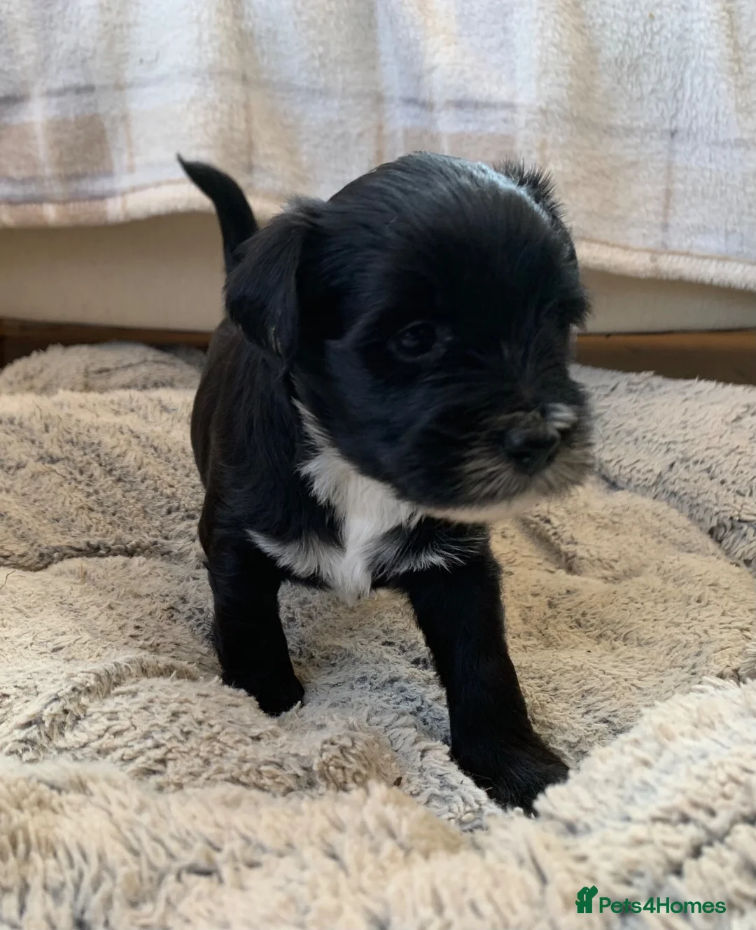 Tibetan Terrier dogs for sale: Registered Tibetan Terrier puppies - Advert 2