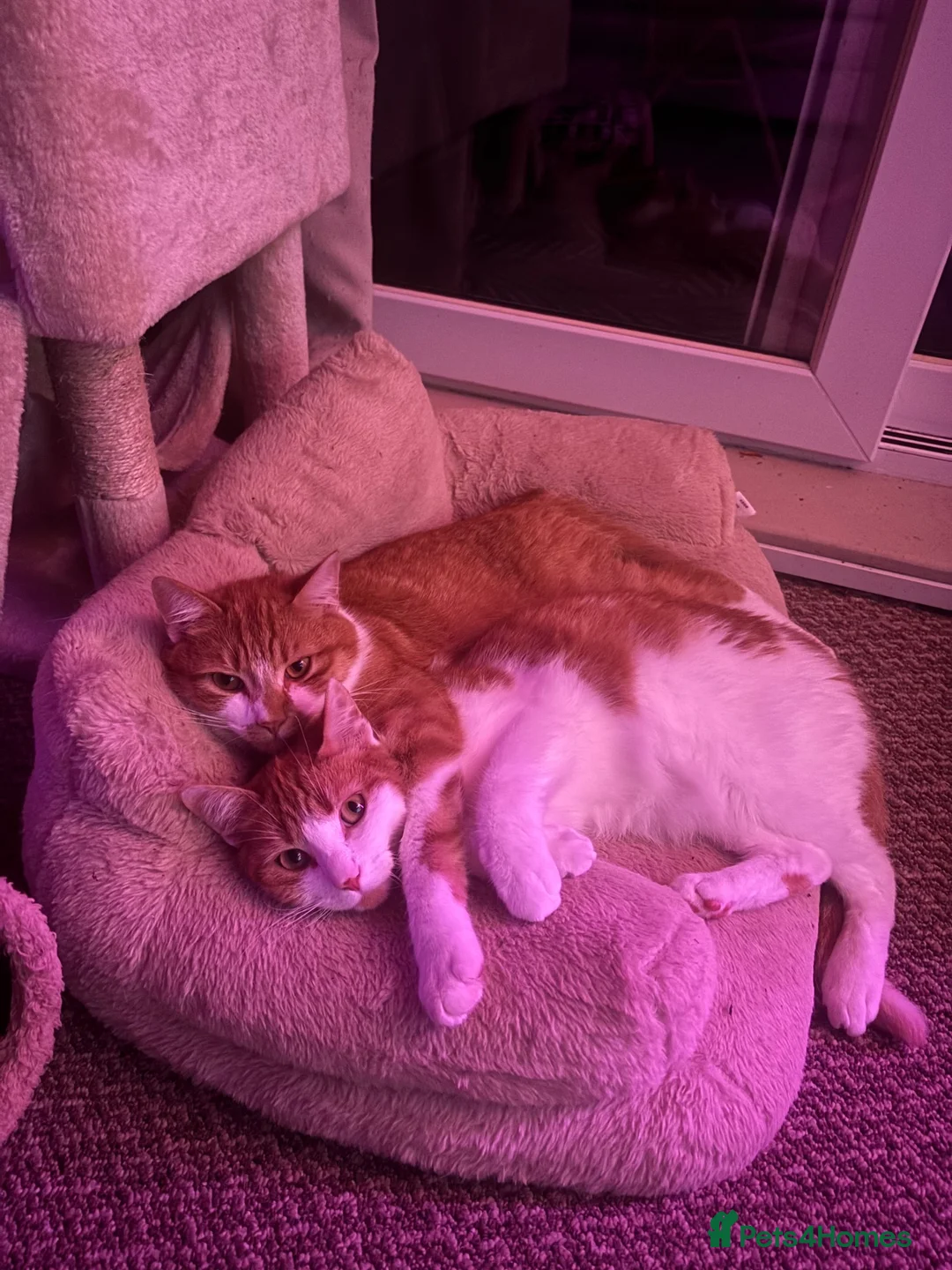 Mixed Breed cats for sale: Two beautiful boys needing a forever home🤍 in Ashby-de-la-Zouch - Advert 9