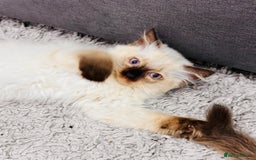 Ragdoll cats for sale: Urgent - 1 Purebred Ragdoll Kitten left in London - Image 1