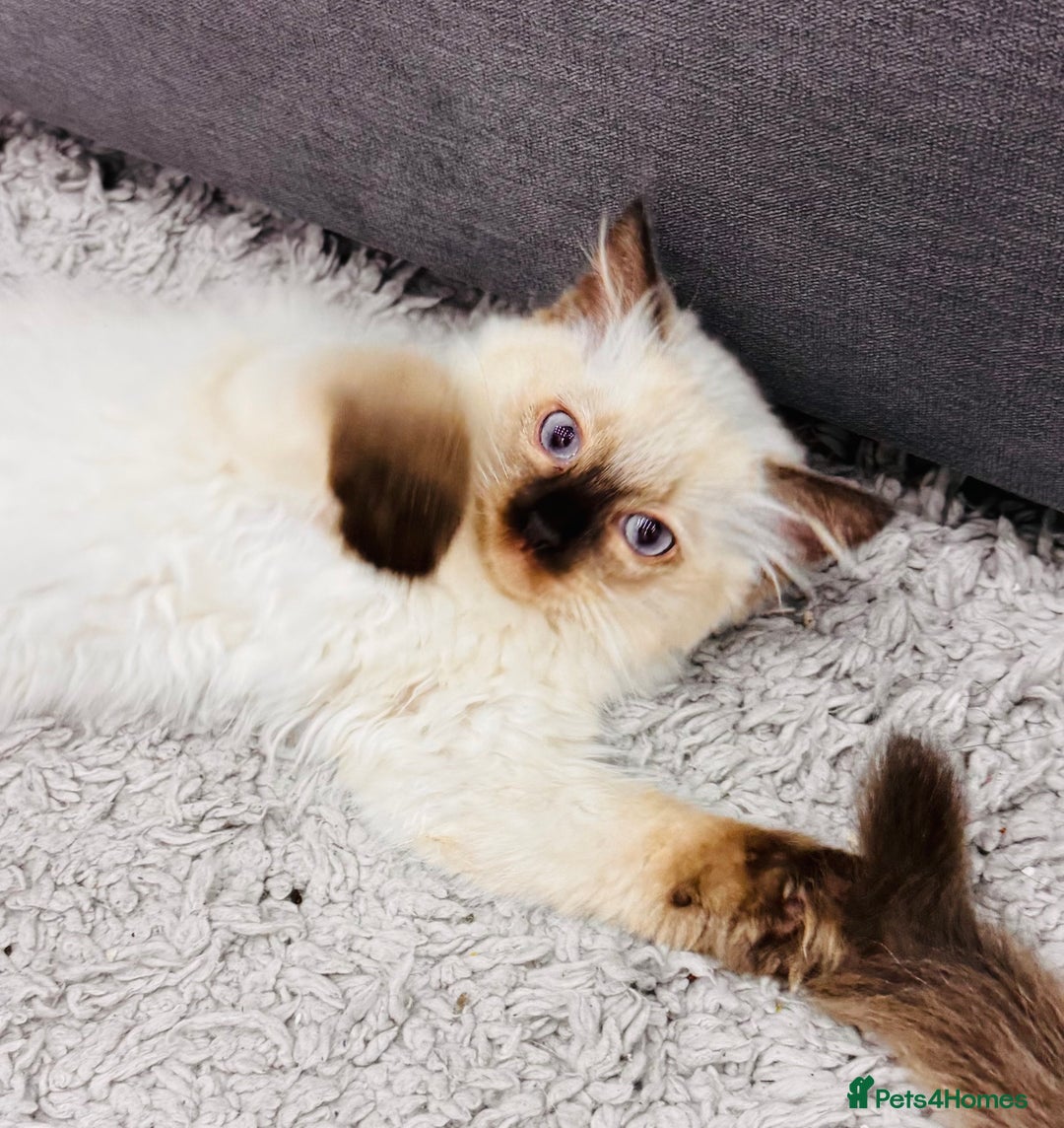 Ragdoll cats for sale: Urgent - 1 Purebred Ragdoll Kitten left in London - Image 1