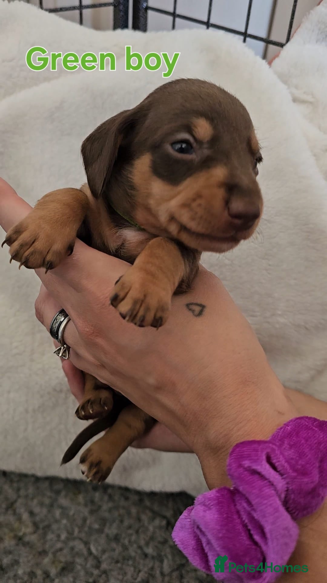 Miniature Dachshund dogs for sale: 4 week old Miniature Dachshunds - Image 33