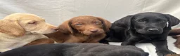 Labrador Retriever dogs for sale: Gorgeous Labrador puppies  - Advert 5