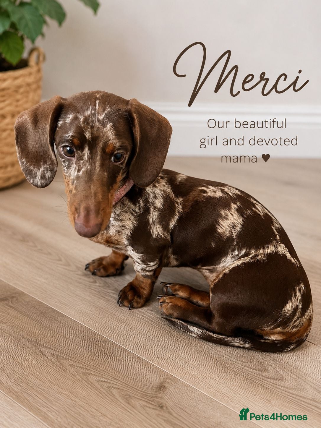 Miniature Dachshund dogs Miniature Dachshund - Chocolate Dapple (Boy) - Advert 1