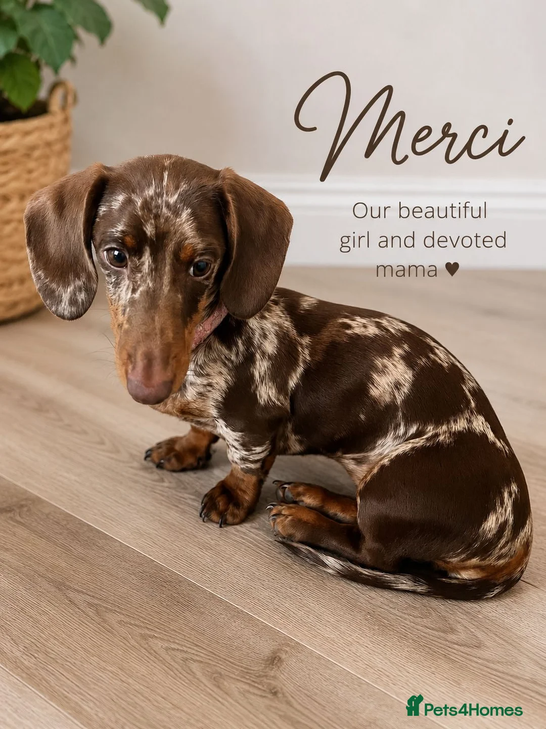 Miniature Dachshund dogs for sale: Miniature Dachshund - Chocolate Dapple (Boy) - Advert 1