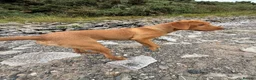 Labrador Retriever dogs for sale: Labrador Retriever (Tilly) in Poulton-le-Fylde - Advert 5
